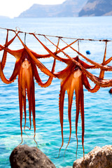 octopus   drying  in the sun  and light