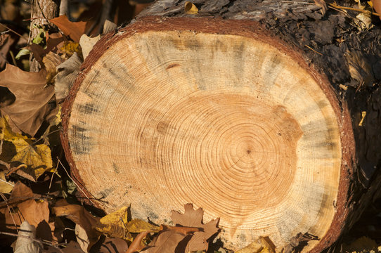 Cut surface of oak trunk among fallen autumn leaves