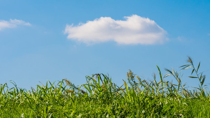 Obraz premium 土手と白い雲