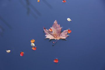 Fototapeta na wymiar Maple leaf on the water