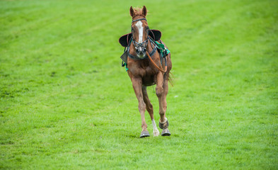 race horse on the loose 