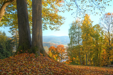 Trees with orange and yellow leaves HDR