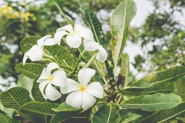 Vintage Filter Effect -White plumeria on the plumeria tree, Frangipani tropical flowers, White plumeria on the plumeria tree.