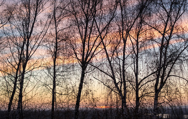 Obraz na płótnie Canvas Birch Tree Silhouettes and Sunset Sky