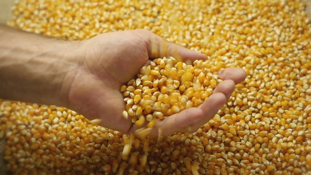Man hands holding corn grains. Close-up. 
