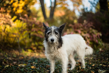 Naklejka na ściany i meble Black and white dog walks in autumn park