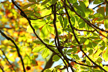 Background of beautiful autumn leaves at sunlight in the park