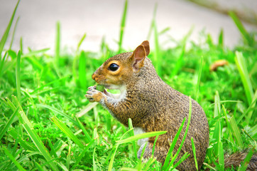 A young juvenile squirrel is eating a tasty treat as it sits in the green grass