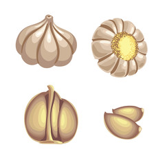 Set of garlic isolated on white background