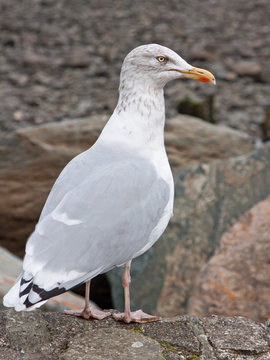 European Herring Gull ( Larus argentatus ), increasingly seen away from the shoreline