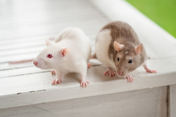 Small domestic rats crawl on different surfaces