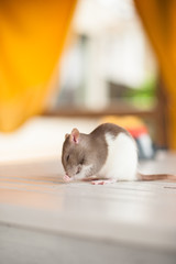 Small domestic rats crawl on different surfaces