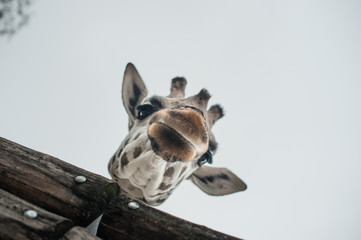 Giraffe at the zoo with his head hanging over a wooden fence