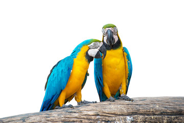 Fototapeta na wymiar parrot birds isolated on white background