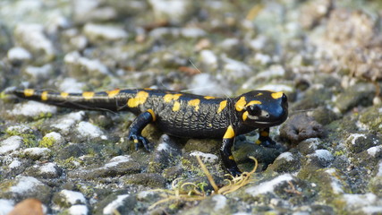 Salamader