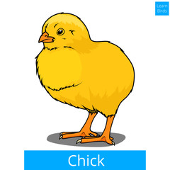 Chick learn birds educational game vector