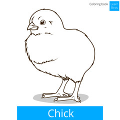 Chick learn birds coloring book vector