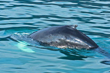 Fototapeta premium Watching humpback whale just before a dive at Husavik bay area
