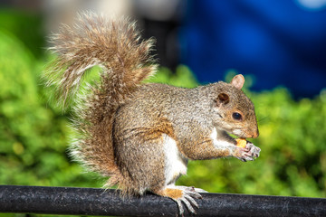 Naklejka na ściany i meble Auf einer Parkbank sitzendes Grauhörnchen mit einer Nuss (Sciurus carolinensis) grey squirrel