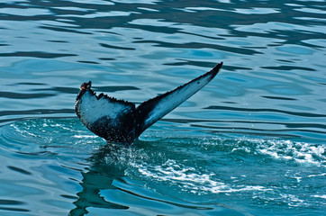 Obraz premium Watching humpback whale just before a dive at Husavik bay area
