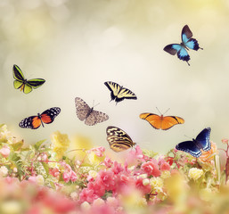 Obrazy na Szkle  Kwiaty i motyle