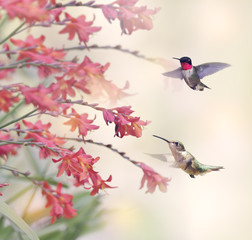 Obrazy  Kolibry i czerwone kwiaty