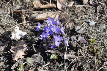 The blue anemone Hepatica nobilis flowering in early spring