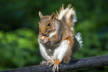 Auf einer Parkbank sitzendes Grauh&ouml;rnchen mit einer Nuss (Sciurus carolinensis) grey squirrel