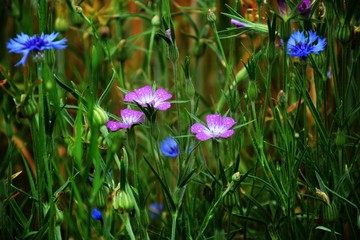 Blaue Blüte Flachs