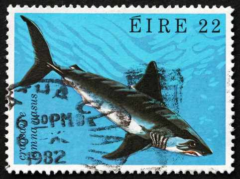 Postage Stamp Ireland 1982 Porbeagle Shark