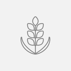 Obraz premium Wheat line icon.