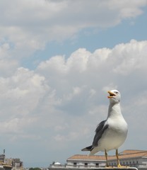 Obraz premium Seagull in the city