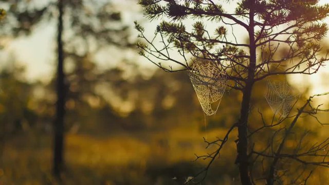 Spider webs on pine trees covered in dew during a summer sunrise