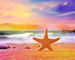 Naklejka na ściany i meble starfish on the summer beach