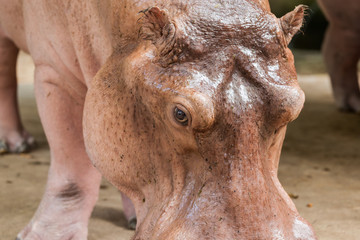 Portrait of a hippo head