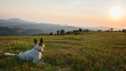 traveler's dog sitting in the grass and watching the sunset