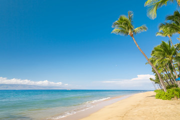 Naklejka premium Sunny tropical beach with palm trees