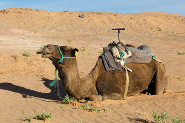 camel lying on the sand