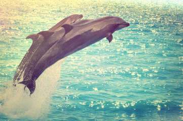 jumping dolphins