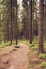 Forest trail in summer II