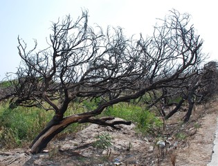 Tree After Fire