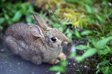 Small wild bunny