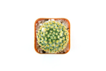 Cactus White Background