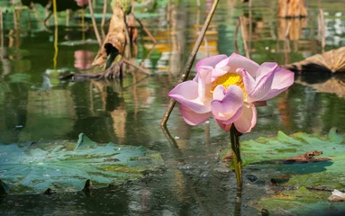 Papier Peint photo fleur de lotus The withered lotus wilt lotus in pond