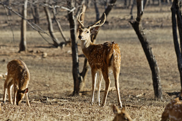 A male Red Spotted Deer looks over his shoulder in Ranthambore game reserve, India. 