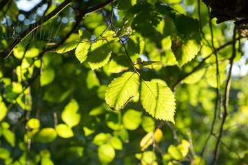 Sunlight and Leaves / Sunlight shining through the leaves of a tree
