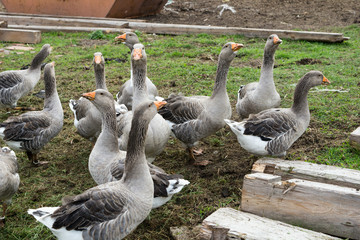 Geese / many geese on a farm