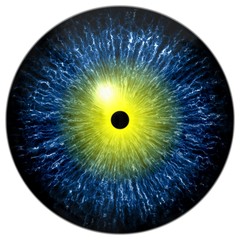 Blue alien, human or reptile eye with yellow circle around the narrow pupil