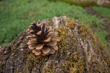Cone on a tree in the green grass
