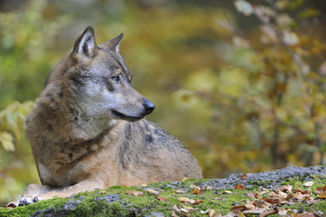 Naklejka premium Eropäischer Grauwolf